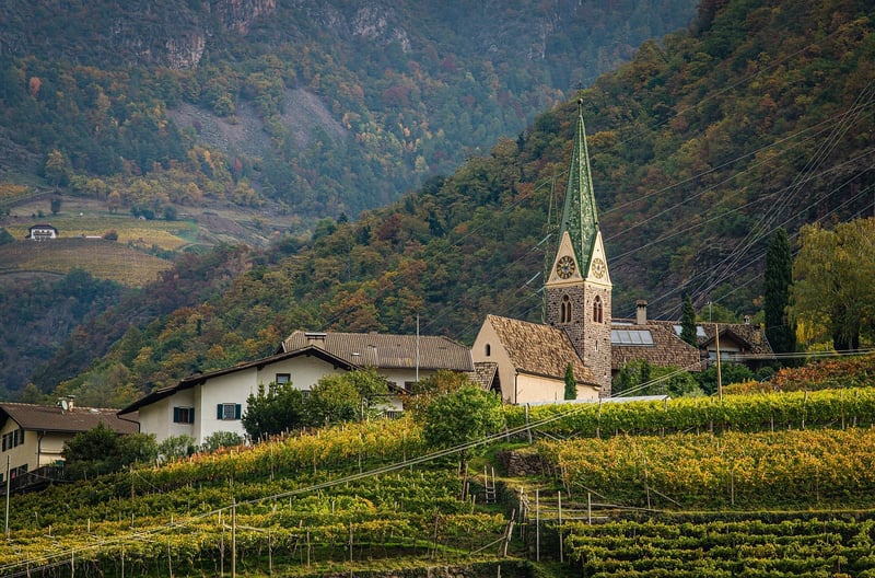 Vineyard Tours