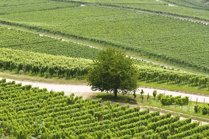 Vineyard Tour